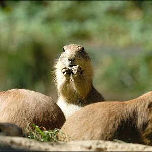 Zoo Emmen 15-08-2010
