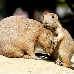 Zoo Emmen 15-08-2010