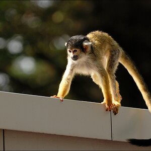 Zoo Emmen 15-08-2010