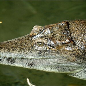 Zoo Emmen 15-08-2010