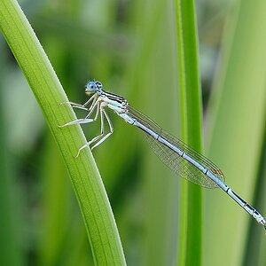 Libelle1