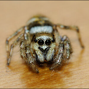 Zebraspringespinne 01a

· http://www.nikon-fotografie.de/vbulletin/showpost.php?p=1270597&postcount=28