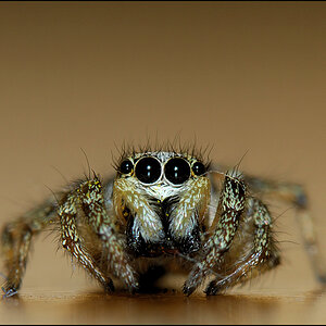Zebraspringspinne 02a