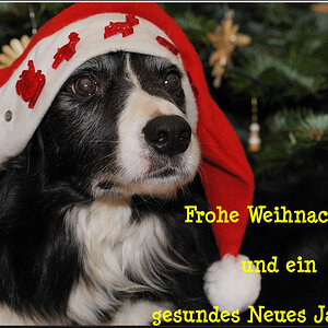 Frohe Festtage 2008