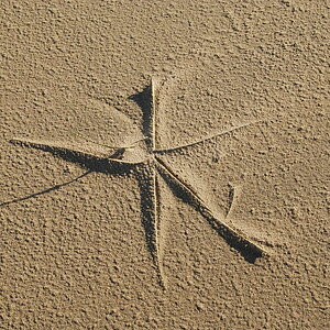 Sandblume