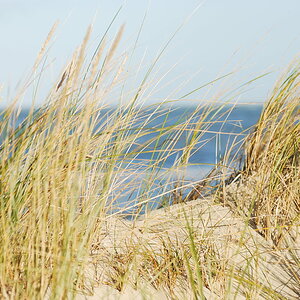 Strandhafer