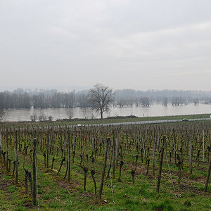 Rhein bei Hattenheim