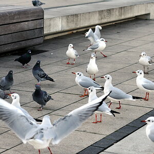 bandenkrieg