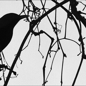 schattenamsel 8375