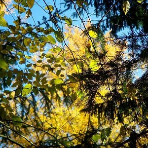 Mischwald