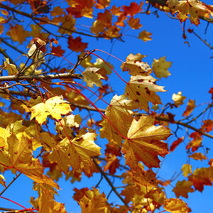 herbstfarbe