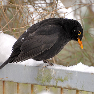 Black Bird