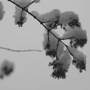 schneehaeubchen