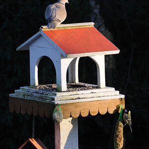 vogelhaus 2a