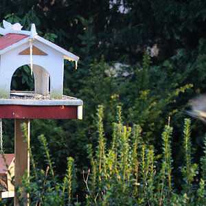 vogelhaus 4a