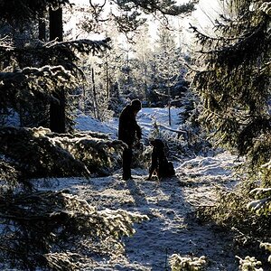 i vinterskogen 1