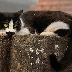 miau
