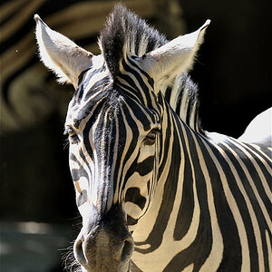 Zebra