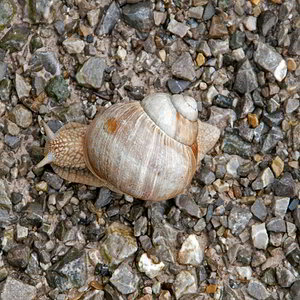 Schnecke