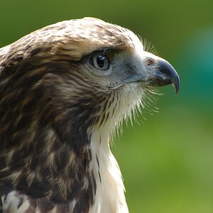 Greifvogel
Foto OOC