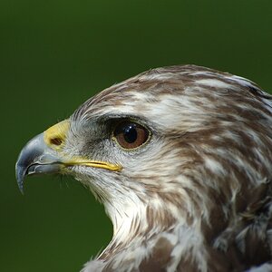 OOC-Foto aus dem Greifvogelpark Hellenthal