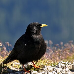 comp Alpen 052