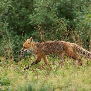 Polarfuchs