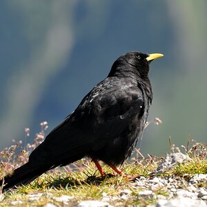 comp Alpen 055