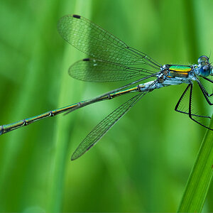 2010 08 04 Kleine Libelle 01 04