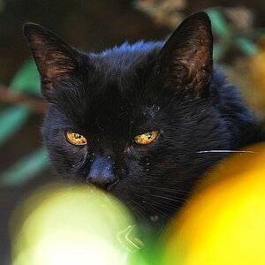Blacky