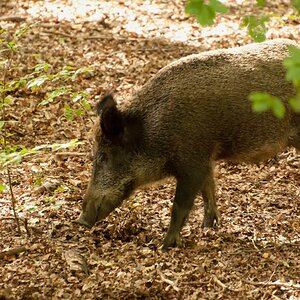 Wildwald 72 Klein