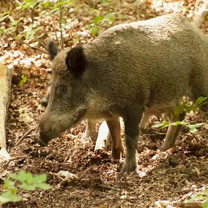 Wildwald 77 Klein