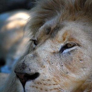 Löwe im Safaripark Stuckenbrock, 2009
