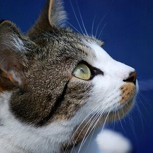 Kater Kasimir auf Gartenliege, Herbst 2009