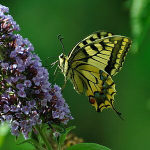 Schwalbenschwanz - Papilio machaon