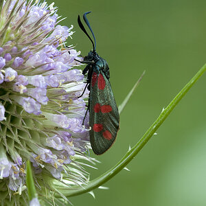 2010 08 04 Beilfleck Rotwidderchen 01 01