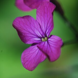 Blüte violett, 2010