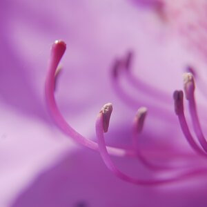 Rhododendron, Makro, 2010