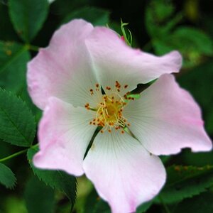 Heckenrose, 2010