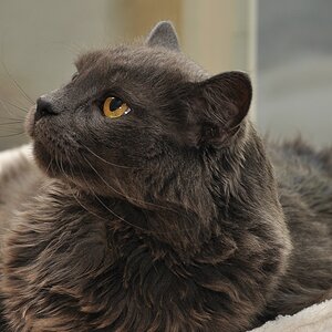 Kater Felix