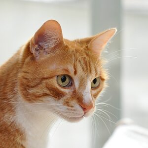Kater Paulchen