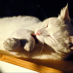 Kater, Ostseeurlaub 2010