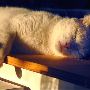 Kater, Ostseeurlaub 2010