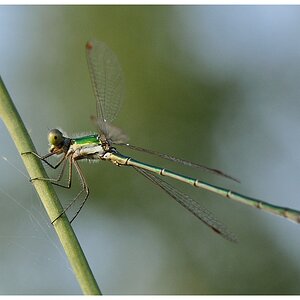 Libelle