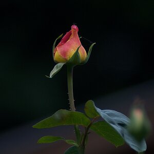 Rose 300 56