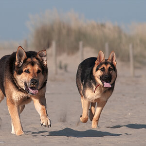 DSC 9986 Bearbeitet HG + hund heller