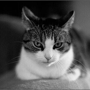 cat web 01