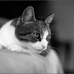 cat web 02