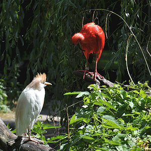 Kuhreiher / Roter Ibis
