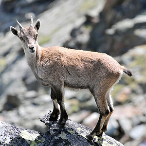 Junger Steinbock am Mittagshorn (CH)